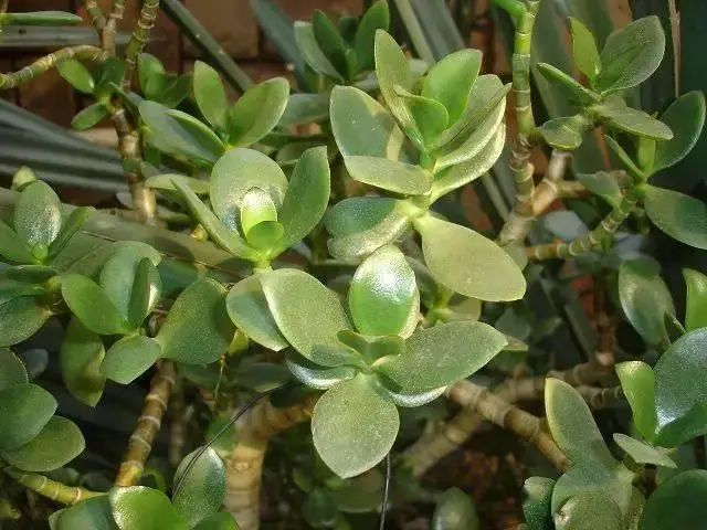 花卉种植技术大全
