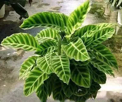 花卉种植技术大全