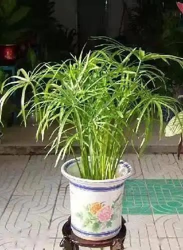 花卉种植技术大全