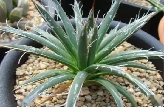 花卉种植技术大全