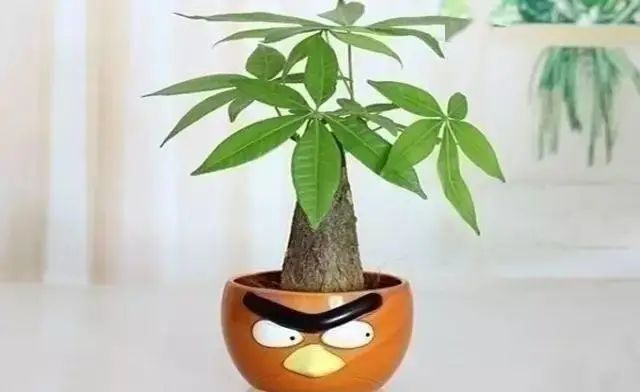 花卉种植技术大全