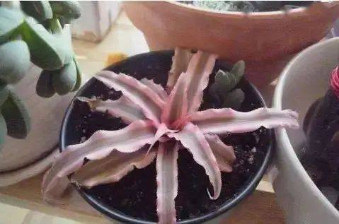 花卉种植技术大全