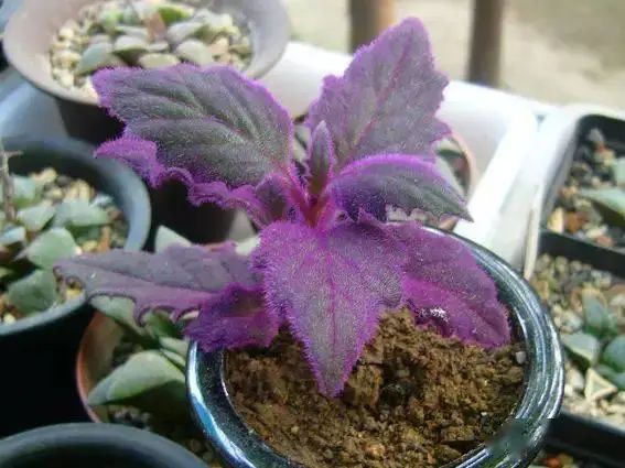 花卉种植技术大全