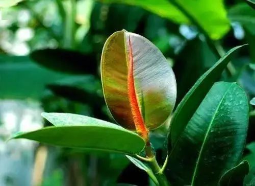 花卉种植技术大全