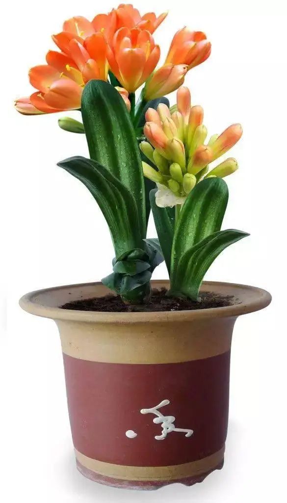 花卉种植技术大全