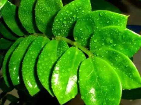 花卉种植技术大全
