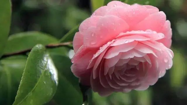 花卉种植技术大全