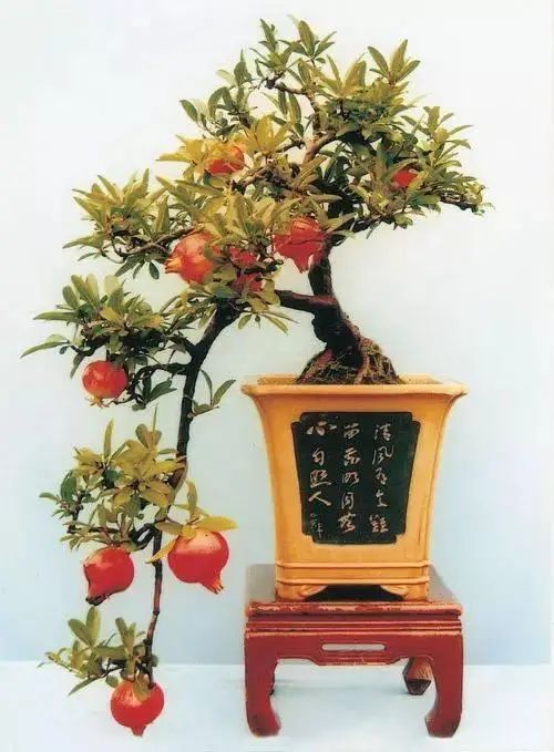 花卉种植技术大全