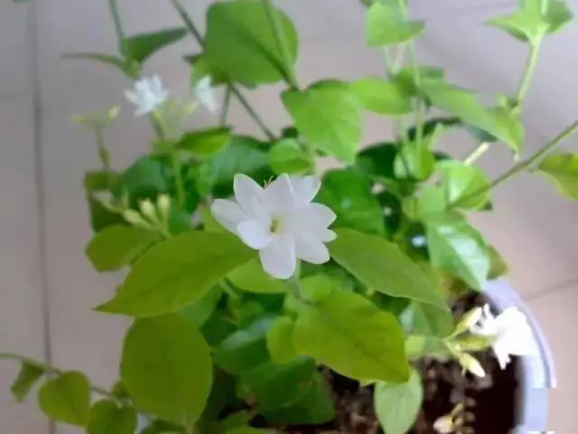 花卉种植技术大全