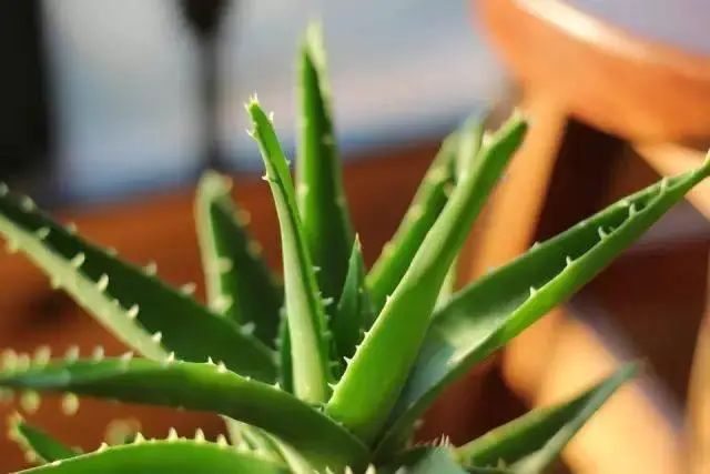 花卉种植技术大全