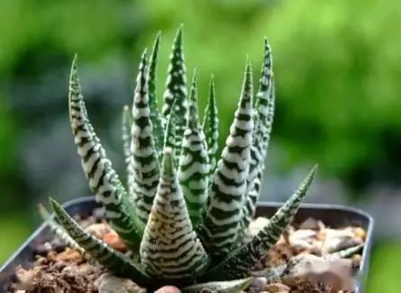 花卉种植技术大全
