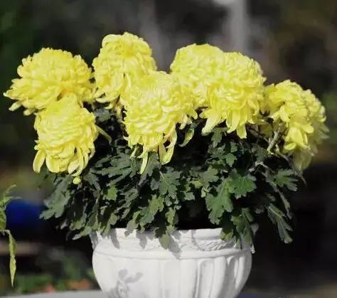 花卉种植技术大全