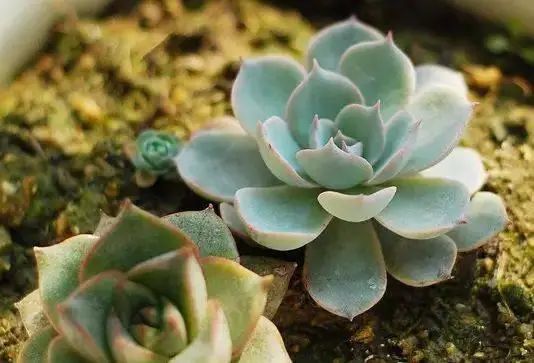 花卉种植技术大全