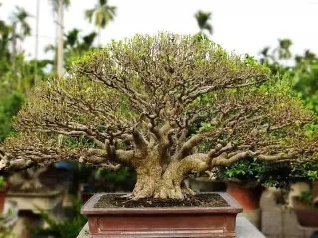 花卉种植技术大全