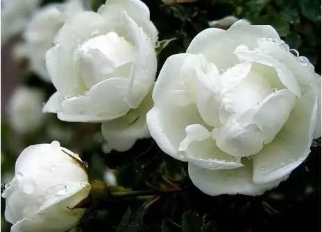 花卉种植技术大全