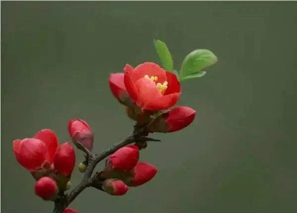 花卉种植技术大全