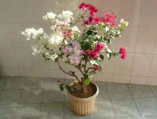 花卉种植技术大全