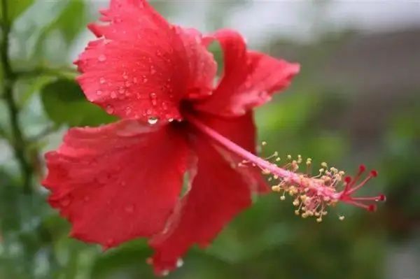 花卉种植技术大全