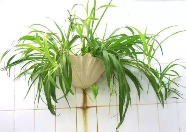 花卉种植技术大全
