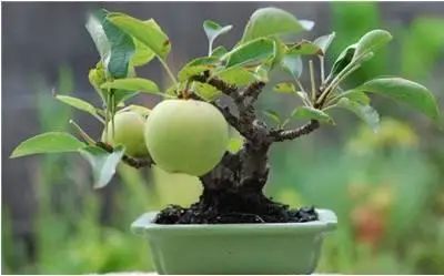 花卉种植技术大全