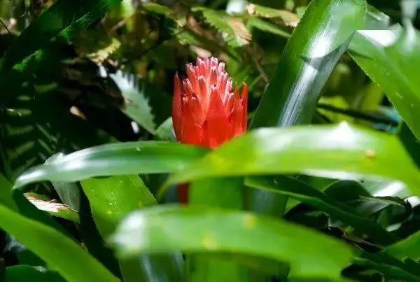 花卉种植技术大全