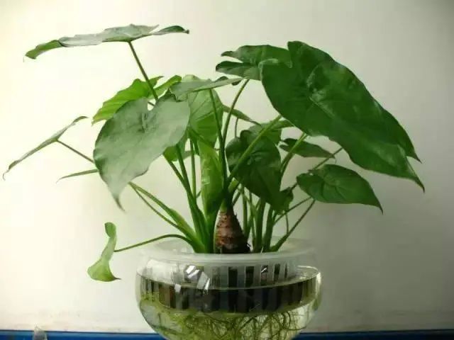花卉种植技术大全