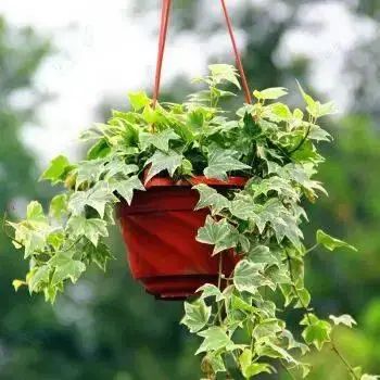 花卉种植技术大全