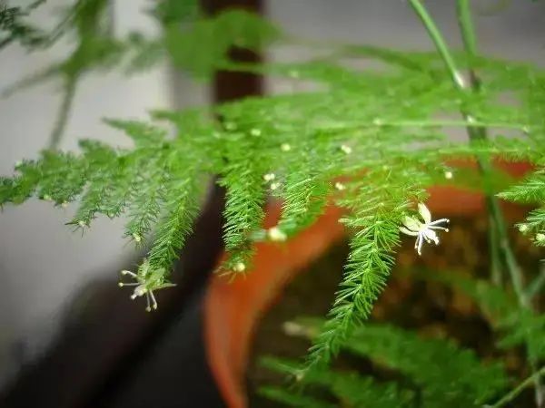 花卉种植技术大全
