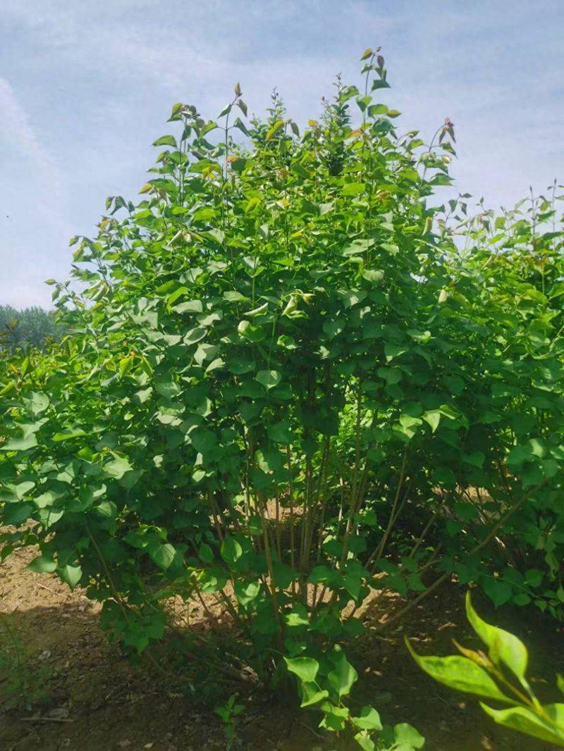 榆叶梅苗木种植技术