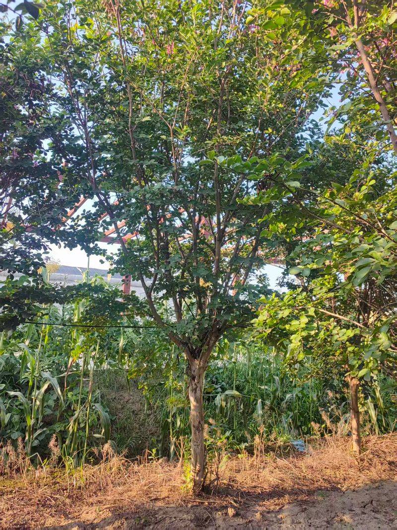 榆叶梅苗木种植技术