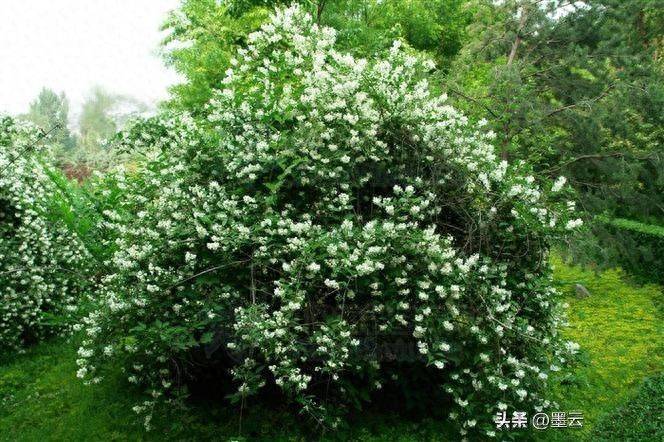 榆叶梅苗木种植技术