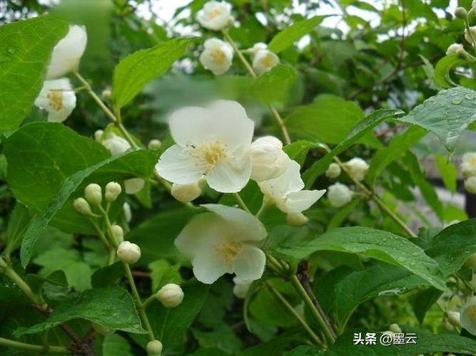 榆叶梅苗木种植技术