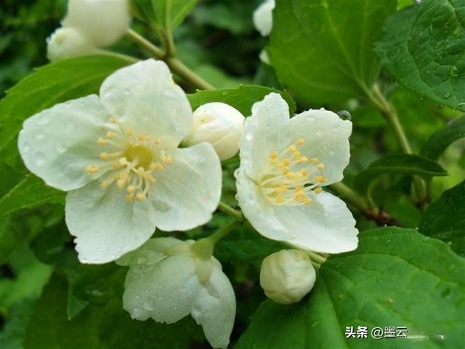 榆叶梅苗木种植技术