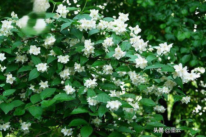 榆叶梅苗木种植技术
