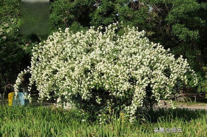 榆叶梅苗木种植技术