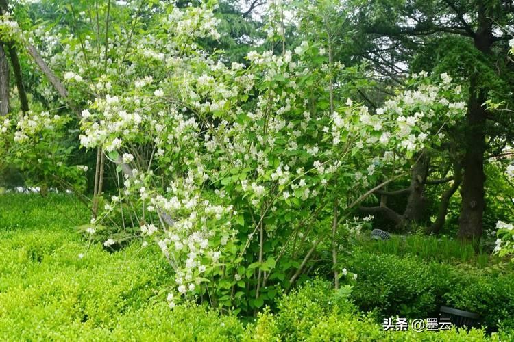 榆叶梅苗木种植技术