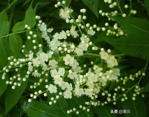 榆叶梅苗木种植技术