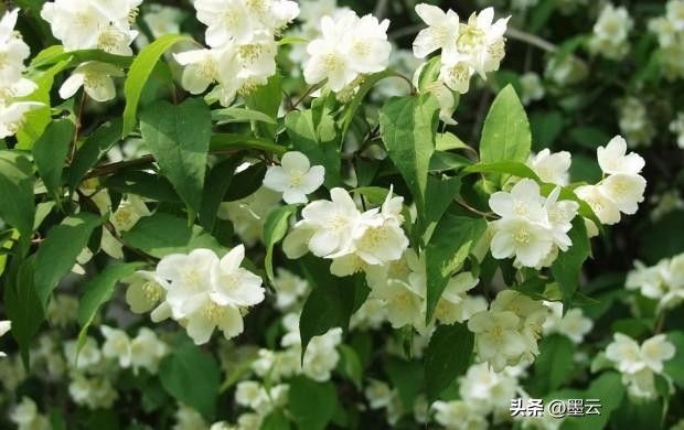 榆叶梅苗木种植技术