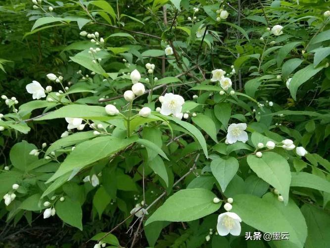榆叶梅苗木种植技术