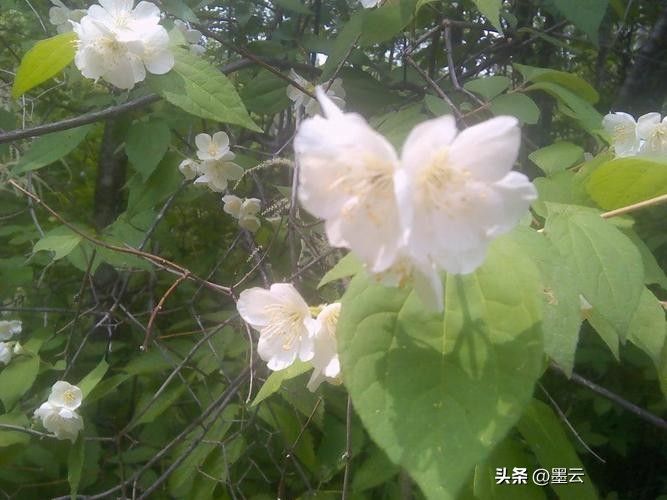榆叶梅苗木种植技术
