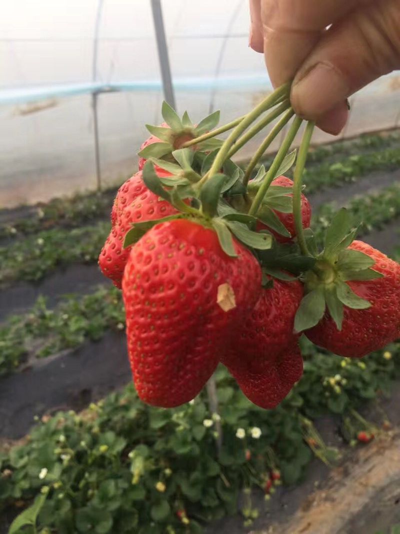 牛奶草莓种植技术