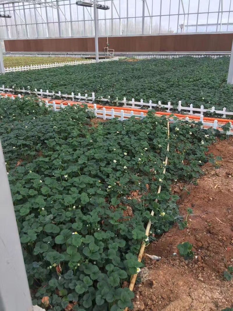 牛奶草莓种植技术
