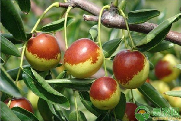 冬枣的种植技术