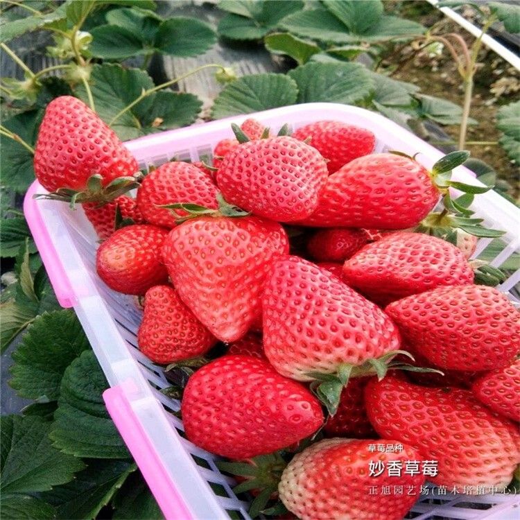 牛奶草莓种植技术