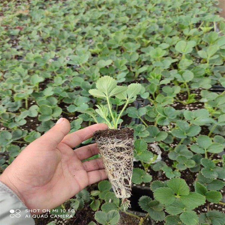 牛奶草莓种植技术