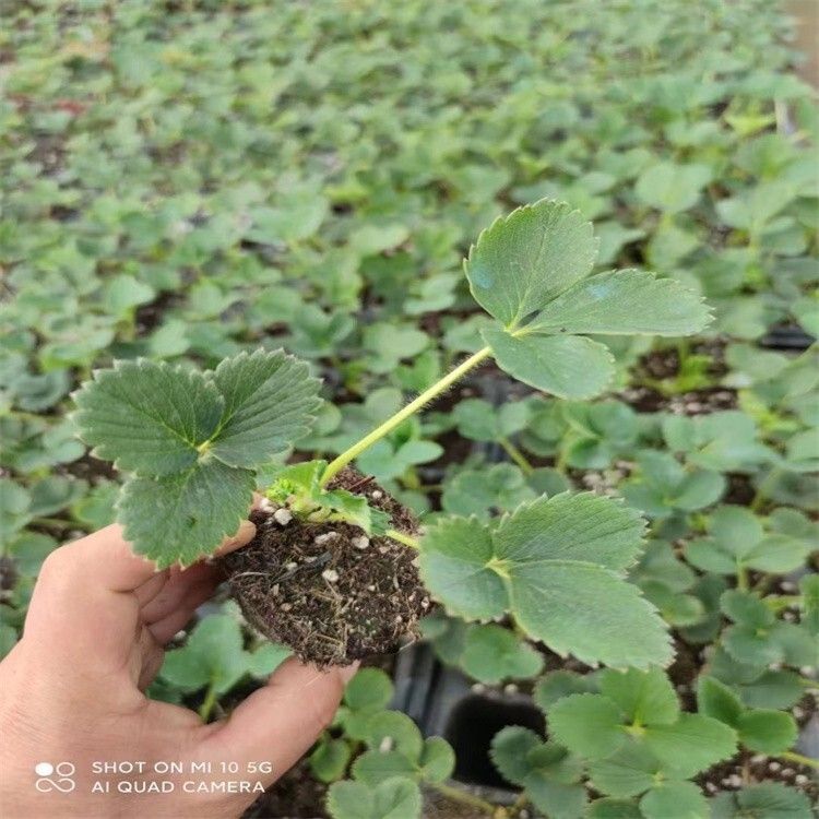 牛奶草莓种植技术