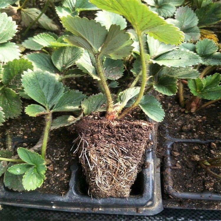 牛奶草莓种植技术