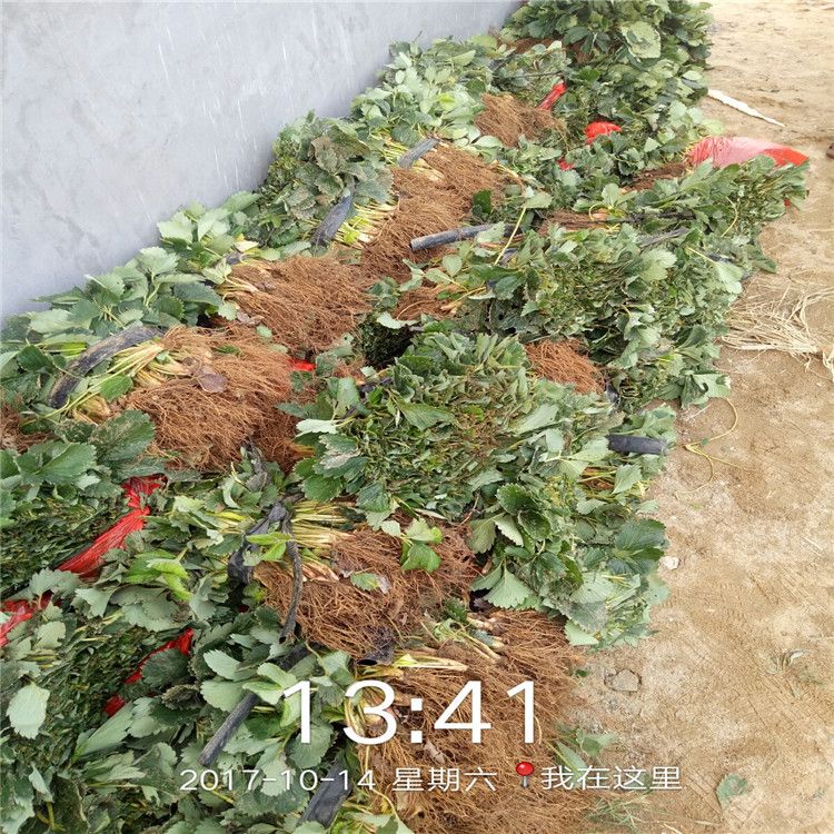 牛奶草莓种植技术
