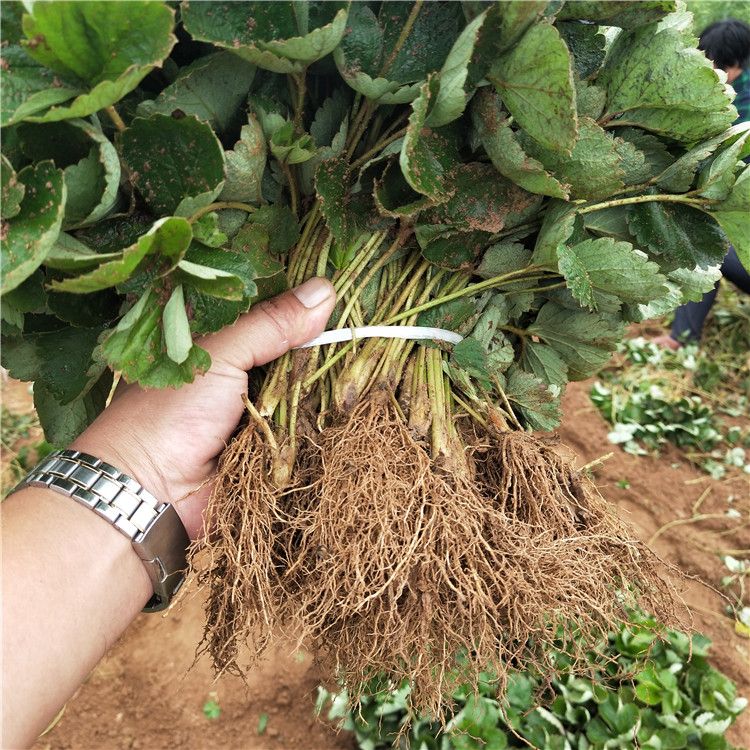 牛奶草莓种植技术