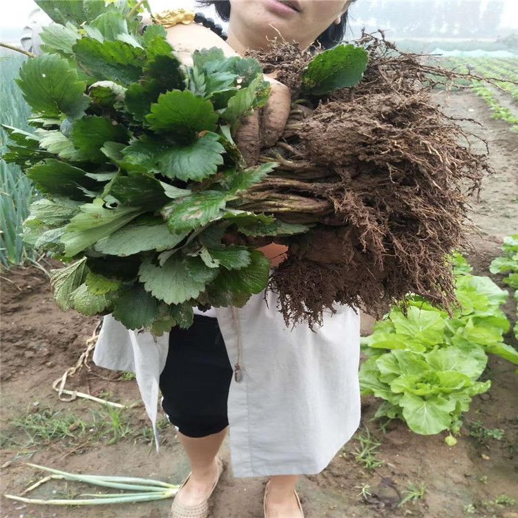 牛奶草莓种植技术
